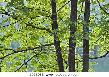 Maple Trees At Dufferin Island Nature Park - Niagara Falls, Ontario, Canada View Large Photo Image Stock Image - Maple Trees At Dufferin Island Nature Park - Niagara Falls, Ontario, Canada. Fotosearch