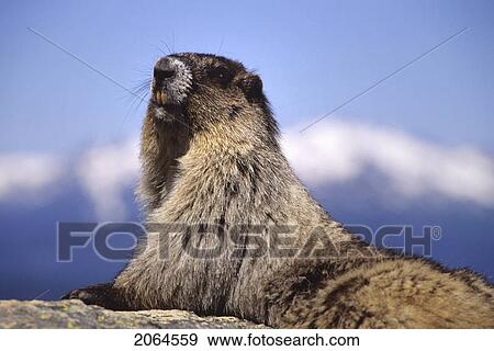 Stock Photo - Marmot Close Up With Mountain Behind, Whistler, Bc Canada. Fotosearch