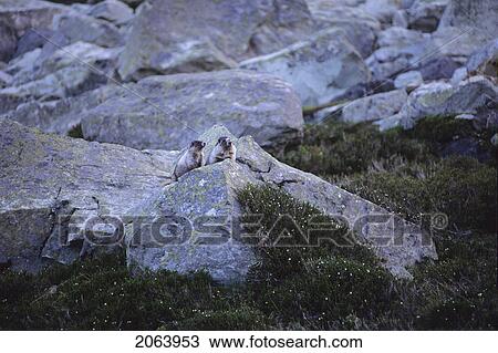 Stock Image - Marmots On Rock In Mountain Meadow, Whistler, Bc Canada. Fotosearch