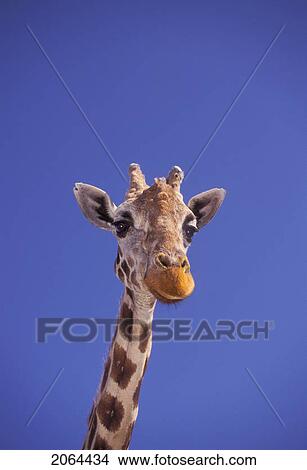 Masai Giraffe, Serengeti, Africa View Large Photo Image Picture - Masai Giraffe, Serengeti, Africa. Fotosearch