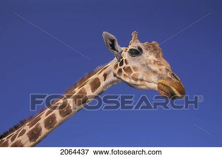 Masai Giraffe, Serengeti, Africa View Large Photo Image Stock Photo - Masai Giraffe, Serengeti, Africa. Fotosearch