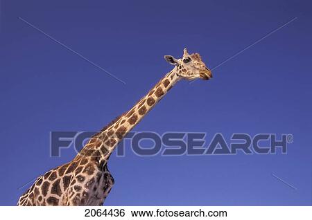 Stock Photograph - Masai Giraffe, Serengeti, Africa. Fotosearch