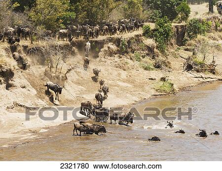 Migration Of The Wildebeest In The Maasai Mara National Reserve; Maasai Mara Kenya View Large Photo Image Stock Image - Migration Of The Wildebeest In The Maasai Mara National Reserve; Maasai Mara Kenya. Fotosearch