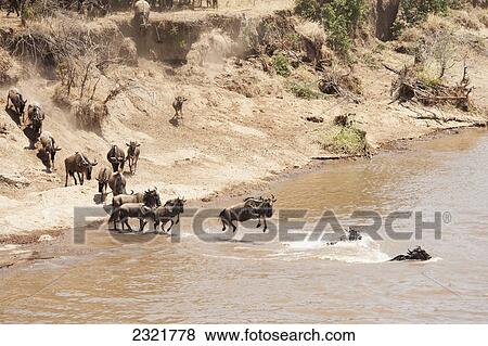 Stock Photo - Migration Of The Wildebeest In The Maasai Mara National Reserve; Maasai Mara Kenya. Fotosearch