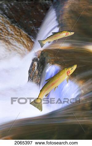Miigrating Steelhead Salmon Leaping Over Falls. View Large Photo Image Stock Photo - Miigrating Steelhead Salmon Leaping Over Falls.. Fotosearch