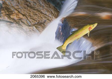 Miigrating Steelhead Salmon Leaping Over Falls. View Large Photo Image Stock Photograph - Miigrating Steelhead Salmon Leaping Over Falls.. Fotosearch