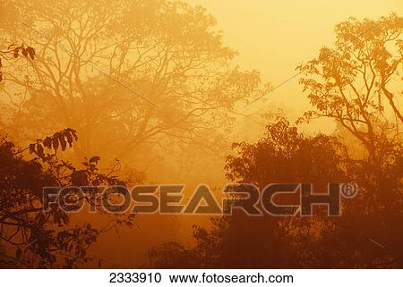 Stock Image - Misty sunrise over treetops; Verla Canca, Goa, India. Fotosearch