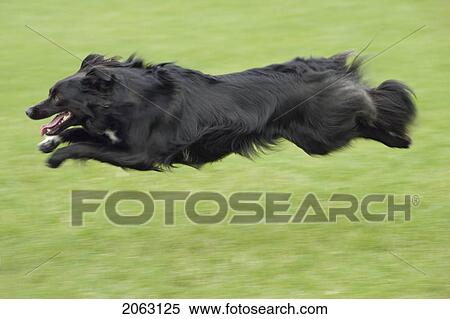 Stock Photography - Mixed Breed Dog, Black, Running Fast. Fotosearch