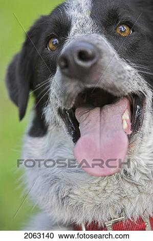 Mixed Breed Dog, Canada, Alberta View Large Photo Image Stock Image - Mixed Breed Dog, Canada, Alberta. Fotosearch