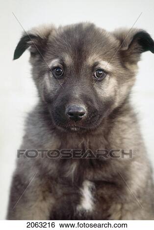 Stock Photograph - Mixed Breed Dog (Collie, Husky, Shepherd Cross), Canada, Alberta. Fotosearch