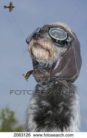 Mixed Breed Dog Dressed In Leather Cap And Aviator Glasses Looking Skyward, Canada, Alberta View Large Photo Image Stock Photograph - Mixed Breed Dog Dressed In Leather Cap And Aviator Glasses Looking Skyward, Canada, Alberta. Fotosearch