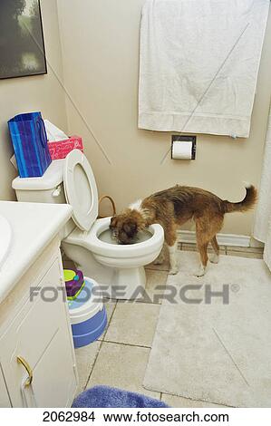 Picture - Mixed Breed Dog Drinks From Toilet Bowl, Canada, Alberta. Fotosearch