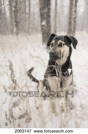 Mixed Breed Dog (German Shepard/Coonhound Cross Cross) In Snow, Canada, Alberta View Large Photo Image Stock Photo - Mixed Breed Dog (German Shepard/Coonhound Cross Cross) In Snow, Canada, Alberta. Fotosearch