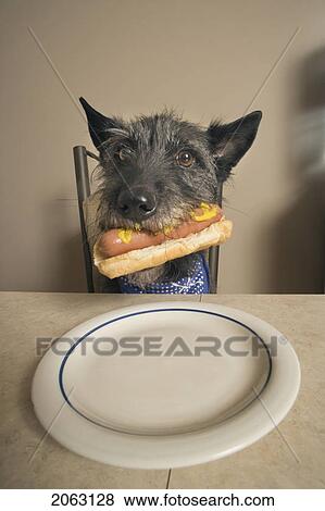 Stock Photo - Mixed Breed Dog Holding Hot Dog In Bun In Its Mouth, Canada, Alberta. Fotosearch