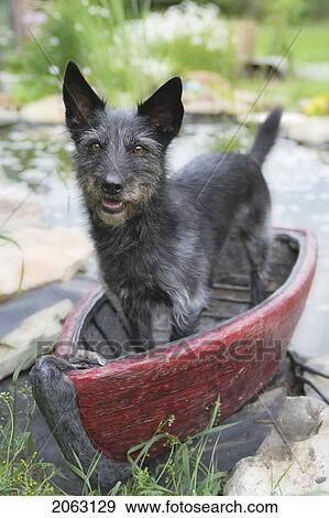 Stock Photo - Mixed Breed Dog In A Small Red Boat, Canada, Alberta. Fotosearch