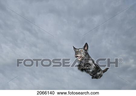 Stock Image - Mixed Breed Dog Leaping Through Air, Canada, Alberta. Fotosearch