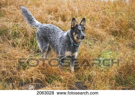 Mixed Breed Dog Looking Alert In Long Dry Grass, Canada, Alberta View Large Photo Image Stock Photo - Mixed Breed Dog Looking Alert In Long Dry Grass, Canada, Alberta. Fotosearch