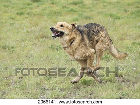Stock Image - Mixed Breed Dog Running, Canada, Alberta. Fotosearch