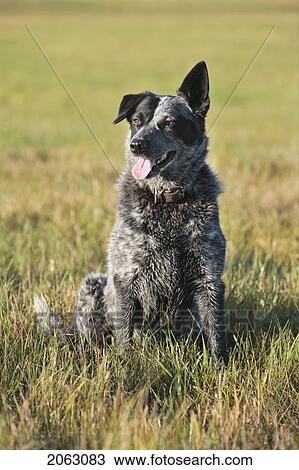 Stock Image - Mixed Breed Dog Seated With One Ear Up, Canada, Alberta. Fotosearch