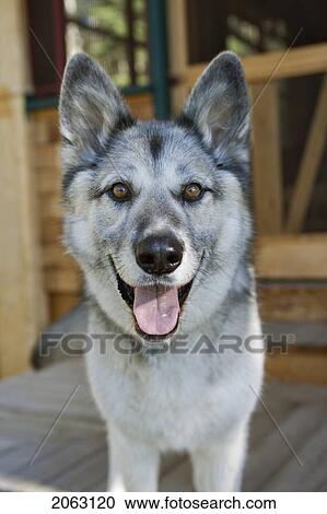 Stock Image - Mixed Breed Dog, Silvery Grey, Canada, Alberta. Fotosearch