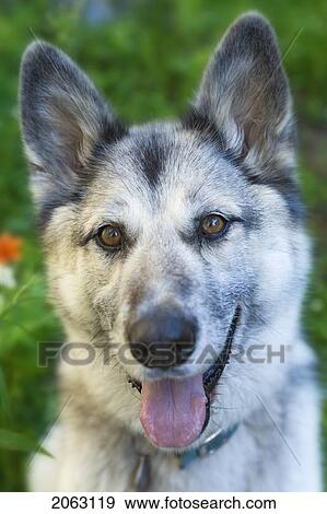 Mixed Breed Dog, Silvery Grey In Front Of Garden, Canada, Alberta View Large Photo Image Stock Photo - Mixed Breed Dog, Silvery Grey In Front Of Garden, Canada, Alberta. Fotosearch