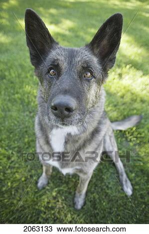 Mixed Breed Dog Waiting For A Treat, Canada, Alberta View Large Photo Image Stock Image - Mixed Breed Dog Waiting For A Treat, Canada, Alberta. Fotosearch