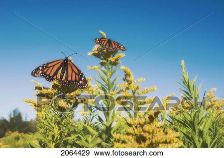 Stock Photo - Monarch Butterflies On Goldenrod. Dartmouth, Nova Scotia. Fotosearch