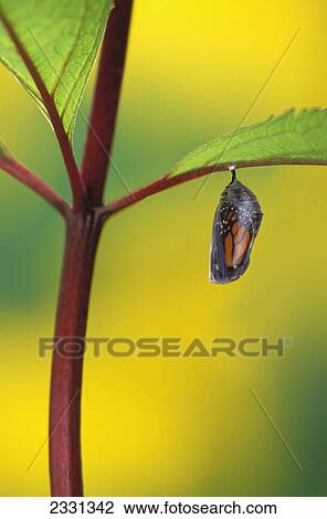 Monarch butterfly beginning to emerge from chrysalis during pupa stage of butterfly metamorphosis; British columbia canada View Large Photo Image Stock Image - Monarch butterfly beginning to emerge from chrysalis during pupa stage of butterfly metamorphosis; British columbia canada. Fotosearch