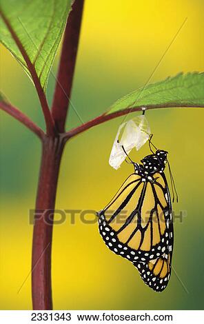 Stock Image - Monarch butterfly beginning to emerge from chrysalis during pupa stage of butterfly metamorphosis; British columbia canada. Fotosearch