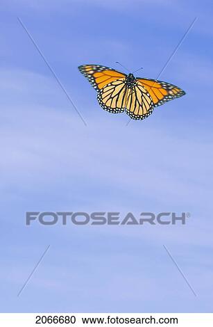 Stock Image - Monarch Butterfly In Flight.. Fotosearch