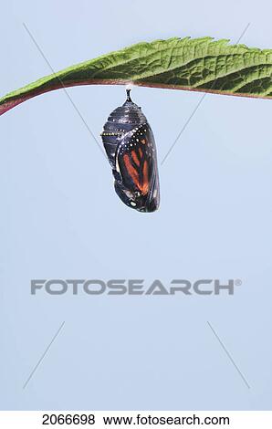 Monarch Butterfly Life Cycle. Chrysalis. View Large Photo Image Stock Photo - Monarch Butterfly Life Cycle. Chrysalis.. Fotosearch