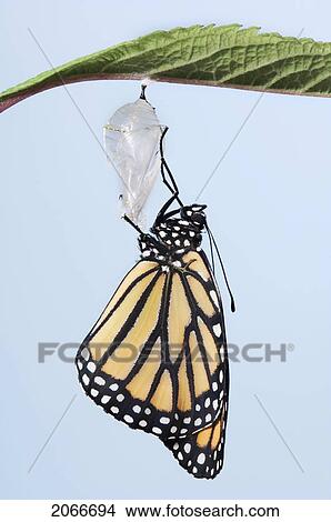 Monarch Butterfly Life Cycle, Emerging From Cocoon. View Large Photo Image Picture - Monarch Butterfly Life Cycle, Emerging From Cocoon.. Fotosearch