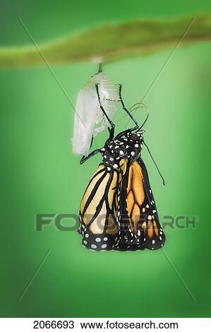 Monarch Butterfly Life Cycle, Emerging From Cocoon. View Large Photo Image Stock Image - Monarch Butterfly Life Cycle, Emerging From Cocoon.. Fotosearch