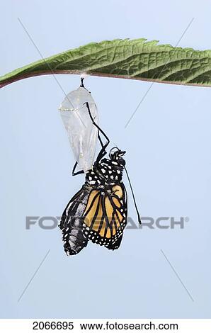 Monarch Butterfly Life Cycle, Emerging From Cocoon. View Large Photo Image Stock Photography - Monarch Butterfly Life Cycle, Emerging From Cocoon.. Fotosearch