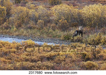 Moose (Alces Alces) And Calf Feeding Along The Blackstone River Dempster Highway; Yukon Canada View Large Photo Image Stock Image - Moose (Alces Alces) And Calf Feeding Along The Blackstone River Dempster Highway; Yukon Canada. Fotosearch