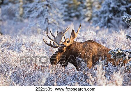 Moose (alces alces) bull feeding on dwarf birch (betula nana) lit up by morning light after first snow of autumn denali national park; Alaska united states of america View Large Photo Image Stock Photography - Moose (alces alces) bull feeding on dwarf birch (betula nana) lit up by morning light after first snow of autumn denali national park; Alaska united states of america. Fotosearch