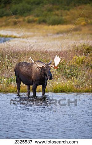 Moose (alces alces) bull standing in the tundra pond looking up from drinking in autumn in denali national park; Alaska united states of america View Large Photo Image Stock Photo - Moose (alces alces) bull standing in the tundra pond looking up from drinking in autumn in denali national park; Alaska united states of america. Fotosearch