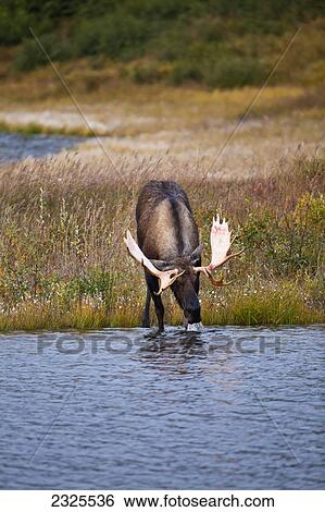 Stock Photograph - Moose (alces alces) bull velvet newly shed from antlers drinking from tundra pond in autumn denali national park; Alaska united states of america. Fotosearch