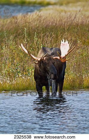 Stock Photo - Moose (alces alces) bull with freshly shed velvet looking up from feeding in tundra pond in autumn denali national park; Alaska united states of america. Fotosearch