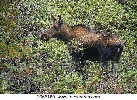 Stock Image - Moose, Kootenay National Park, Bc, Canada. Fotosearch