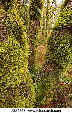 Moss covered trees along a river on vancouver island; British columbia canada View Large Photo Image Stock Photo - Moss covered trees along a river on vancouver island; British columbia canada. Fotosearch