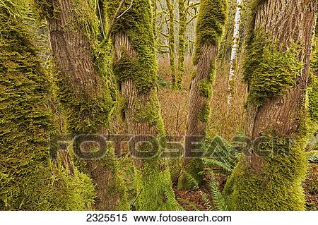 Stock Photography - Moss covered trees along a river on vancouver island; British columbia canada. Fotosearch