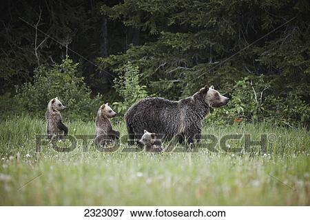 Stock Photo - Mother grizzly bear with three cubs trying to get a better look when they hear a sound; Kananaskis alberta canada. Fotosearch
