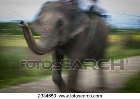 Stock Image - Motion blur of an elephant walking down a rural road with a passenger on it's back; Chitwan, Nepal. Fotosearch