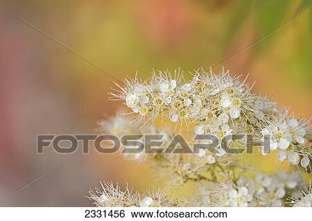 Mountain ash blossoms in full bloom; Anchorage alaska united states of america View Large Photo Image Stock Photograph - Mountain ash blossoms in full bloom; Anchorage alaska united states of america. Fotosearch