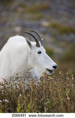 Stock Image - Mountain Goat Near Logan Pass, Glacier National Park Montana, Usa. Fotosearch