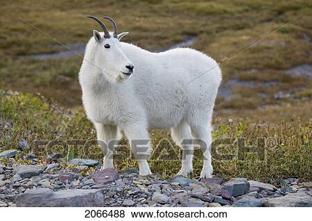 Stock Photo - Mountain Goat Near Logan Pass, Glacier National Park Montana, Usa. Fotosearch
