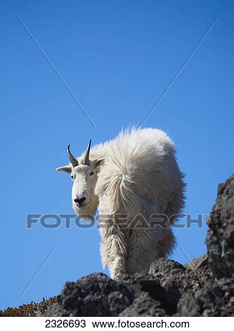 Stock Image - Mountain goat (oreamnos americanus) standing on a rock ridge in the wind against the blue sky; Washington united states of america. Fotosearch