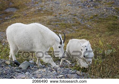 Mountain Goats Near Logan Pass, Glacier National Park Montana, Usa View Large Photo Image Stock Image - Mountain Goats Near Logan Pass, Glacier National Park Montana, Usa. Fotosearch