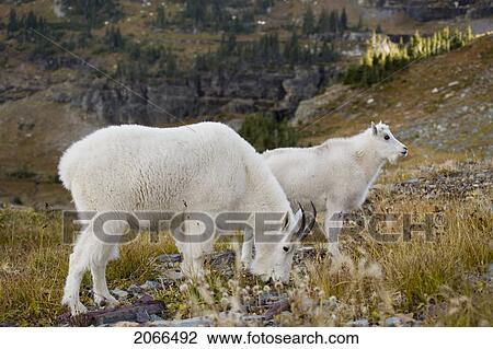 Stock Image - Mountain Goats Near Logan Pass, Glacier National Park Montana, Usa. Fotosearch